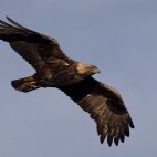 Golden eagle in Scotland.