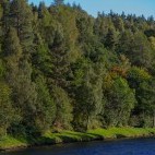 Forested bank along the River Spey in Scotland