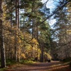 Woodland path in Grantown-on-Spey, Scotland