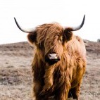 Highland cow on Islay, Scotland