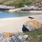 Oystercatcher on the Isle of Harris in Scotland