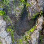 Dinosaur footprint on An Corran Beach in Scotland