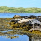 Harbour seal colony in Scotland