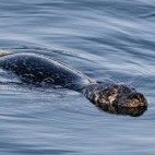 Grey seal in Scotland