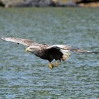 White-tailed eagle in Scotland