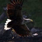 White-tailed eagle on the Isle of Skye in Scotland