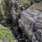 Kittiwakes and razorbills.
