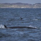 Minke whale