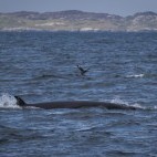Minke whale in Scotland