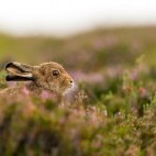 Mountain hare in Scotland