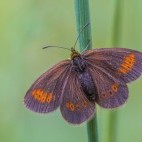 Mountain ringlet in Scotland