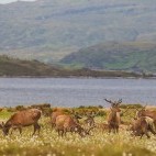 Red deer in Scotland