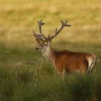 Red deer in Scotland