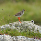 Redshank and ringed plover.