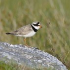 Ringed plover