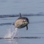 Short-beaked common dolphin in Scotland