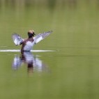 Slavonian grebe in Scotland