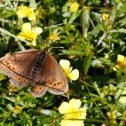Small mountain ringlet in Scotland.