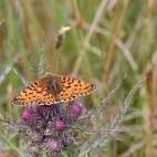 Small pearl bordered fritillary in Scotland