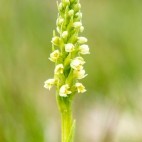 Small white orchid in Scotland