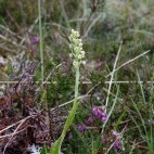 Small white orchid in Scotland.