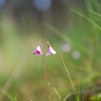 Twinflower in Scotland