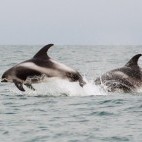 White-beaked dolphin in Scotland