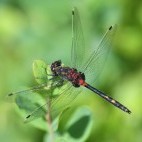 White-faced darter in Scotland