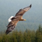 White-tailed sea eagle in Scotland