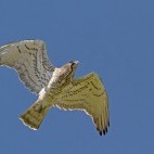 Short-toed eagle in Durmitor National Park, Montenegro