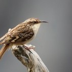 Short-toed treecreeper