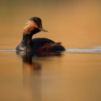 Black-necked grebe in Slovakia