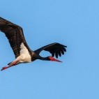 Black stork in Slovakia
