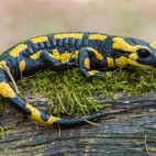 Black and yellow spotted fire salamander in Slovakia