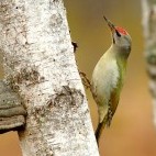 Grey-headed woodpecker in Slovakia