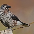 Nutcracker in Slovakia.