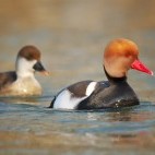 Red-crested pochard in Slovakia