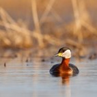 Red-necked grebe in Slovakia