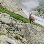 Tatra chamois in the Tatra Mountains, Slovakia