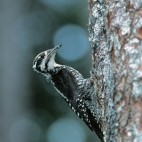 Three-toed woodpecker in Slovakia.