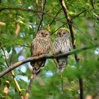 Ural owl in Slovakia.