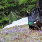 Western capercaillie in Slovakia