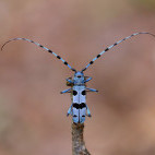 Alpine longhorn in Slovenia