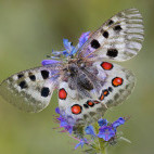 Apollo butterfly.