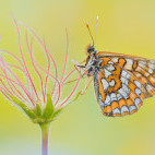 Asian fritillary in Slovenia
