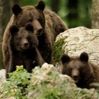 Brown bear mother and cub in Slovenia.