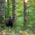Brown bear in Slovenia.