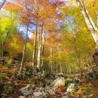 Broadleaf beech forest in the Dinaric Alps, Slovenia