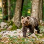 Brown bear in Slovenia.