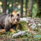 Brown bear in Slovenia.